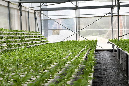 植物工厂分类新视角 花盆栽培植物的独特定位与应用