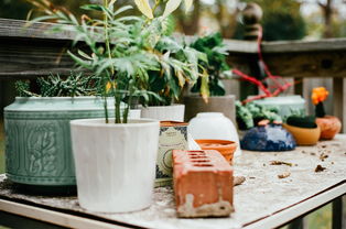 后院巴布亚新几内亚 砖块、玻璃与无人机的猫视角