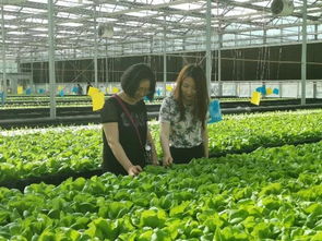 聚焦科技兴农 区农科所与农机研携手观摩考察现代化植物工厂，探索花盆栽培新路径