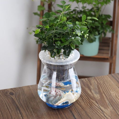 玻璃观音竹水培花瓶 打造家居绿植艺术新境界