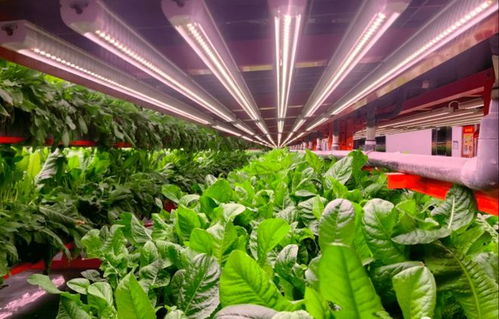 国产首个植物工厂 不靠阳光，垂直耕种，花盆里一年收获十茬蔬菜