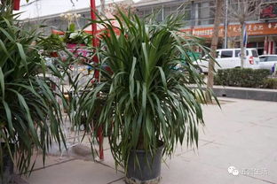 五营戏场花市新讯 缤纷花卉与实惠花盆，装点生活与餐桌之美