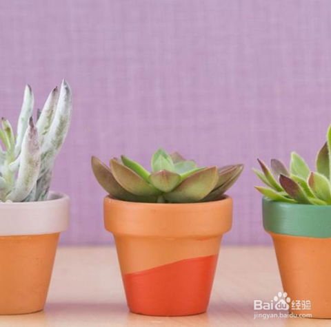 为多肉植物绘制彩色陶罐的花盆