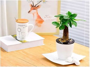 懒人花盆（自吸水盆）的正确浇水方法，让你的植物健康生长