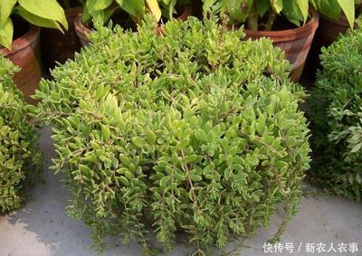 野草变盆栽 从农田弃儿到都市宠儿的生命美学