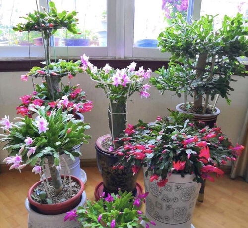 养花没有盆？3个妙招，巧手自制漂亮花盆，阳台上种满绿意