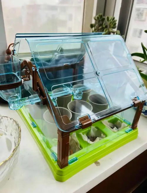 全景天窗儿童种植玩具 让孩子零距离见证生命奇迹