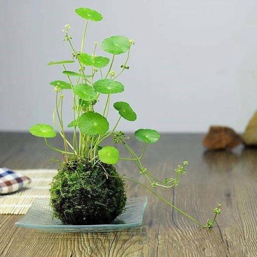 苔藓球植物创意花盆 蝴蝶兰石斛种植微景观青苔盆栽趣味家居保湿